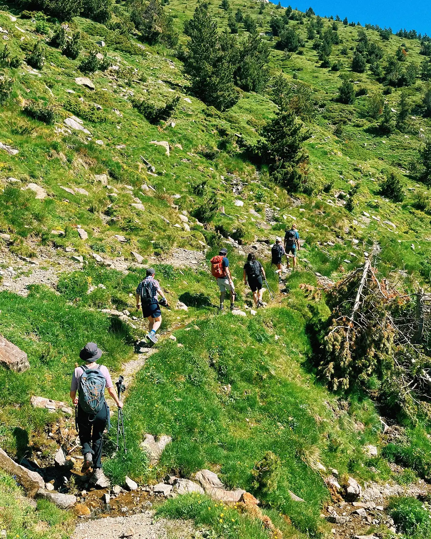 Group of hikers on a mountain trail with greenery and trees.
