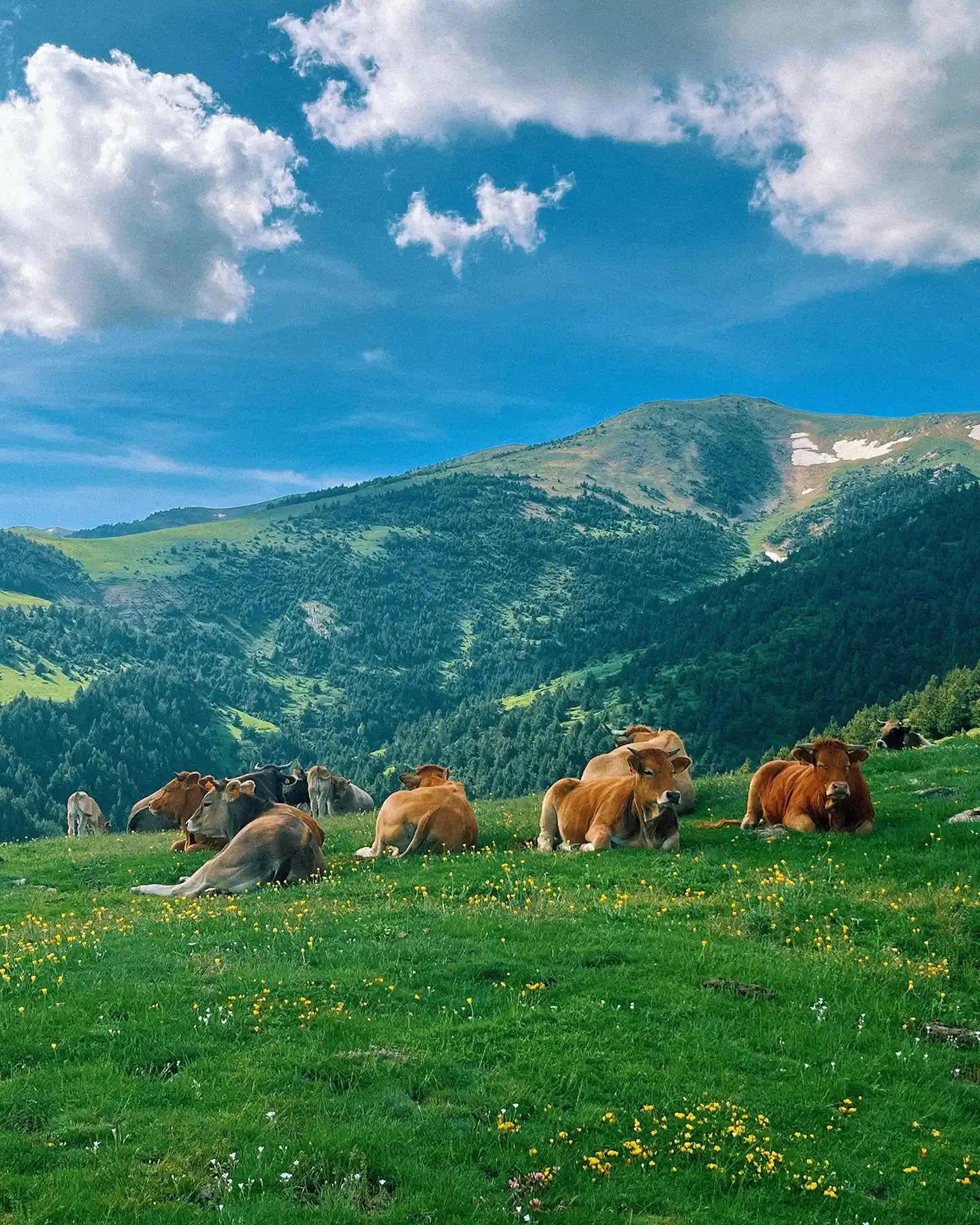 Cows grazing on a lush green hillside with mountains in the background