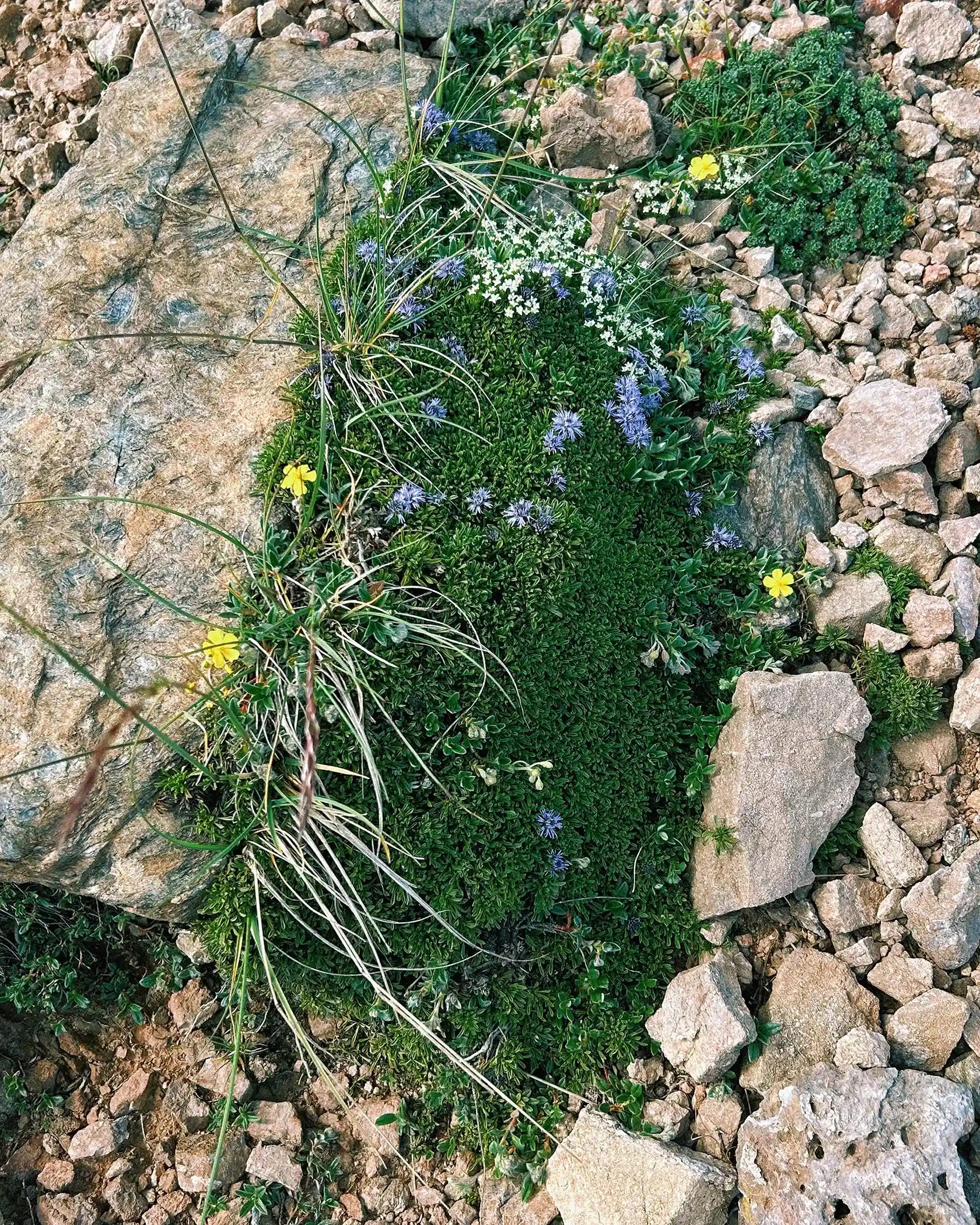 Small patch of greenery with flowers and grass on a rocky ground