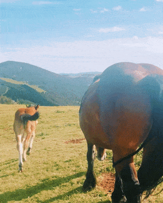 a horse and a foal walking through a natural environment