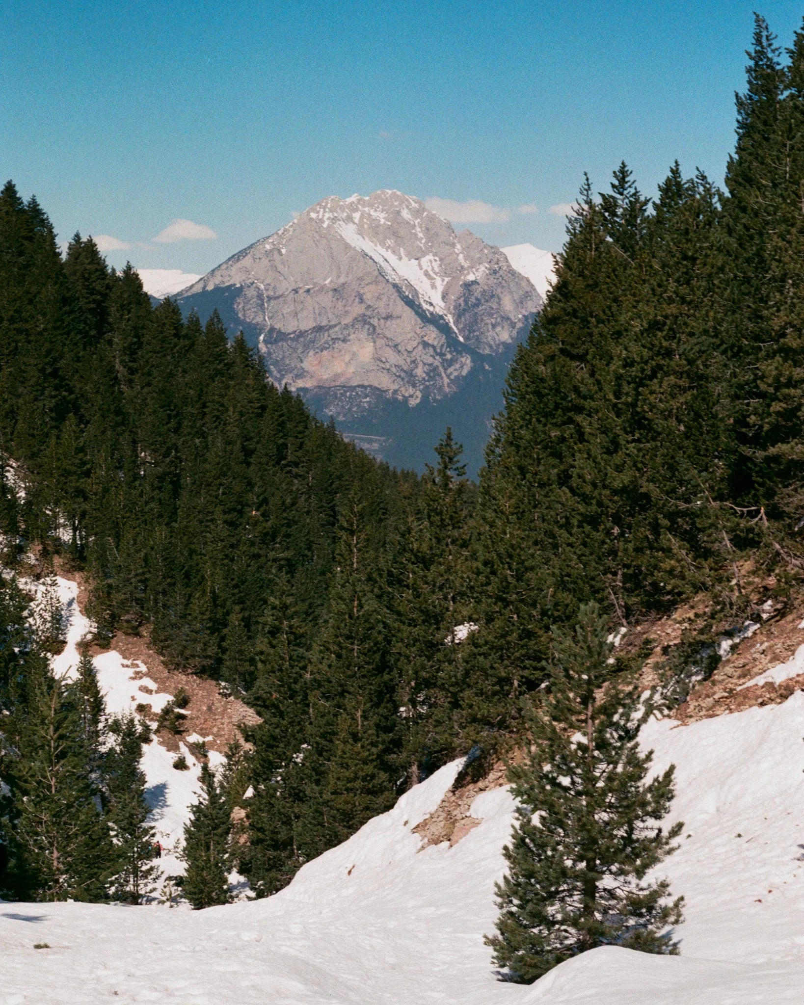Snowy mountain peak surrounded by evergreen trees on a clear day