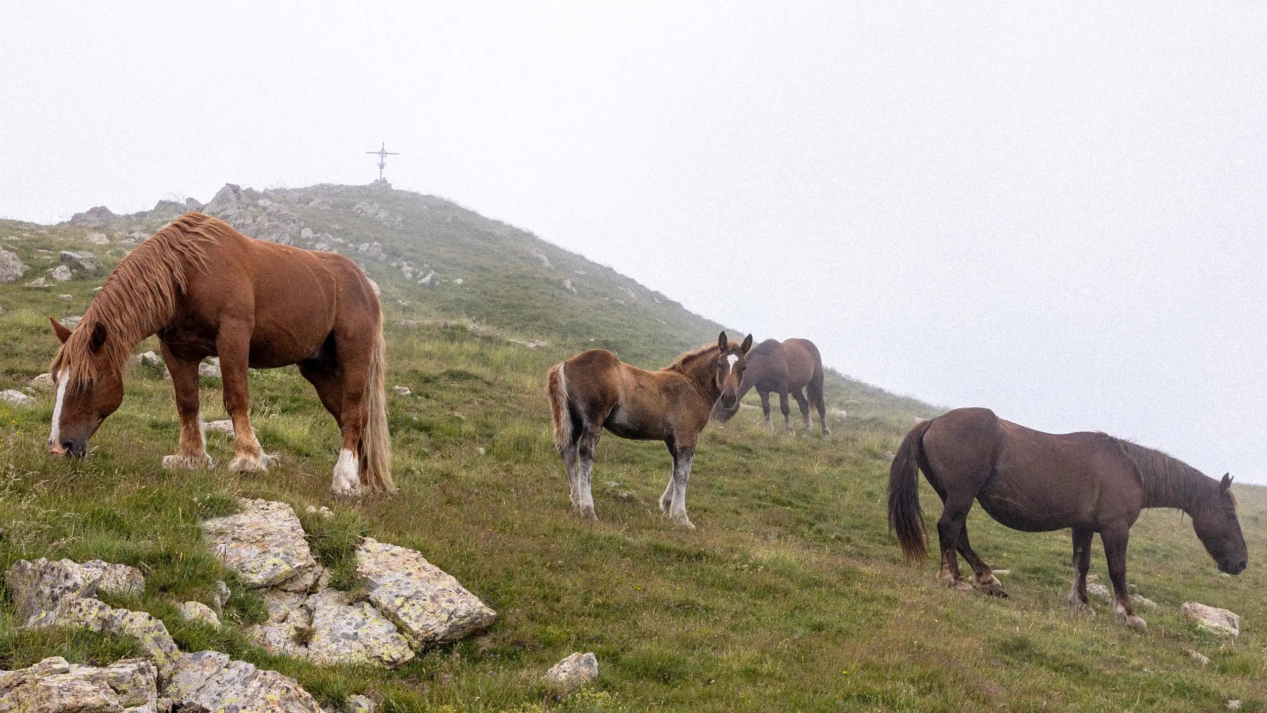 Horses grazing on a grassy hillside with a mountain in the background