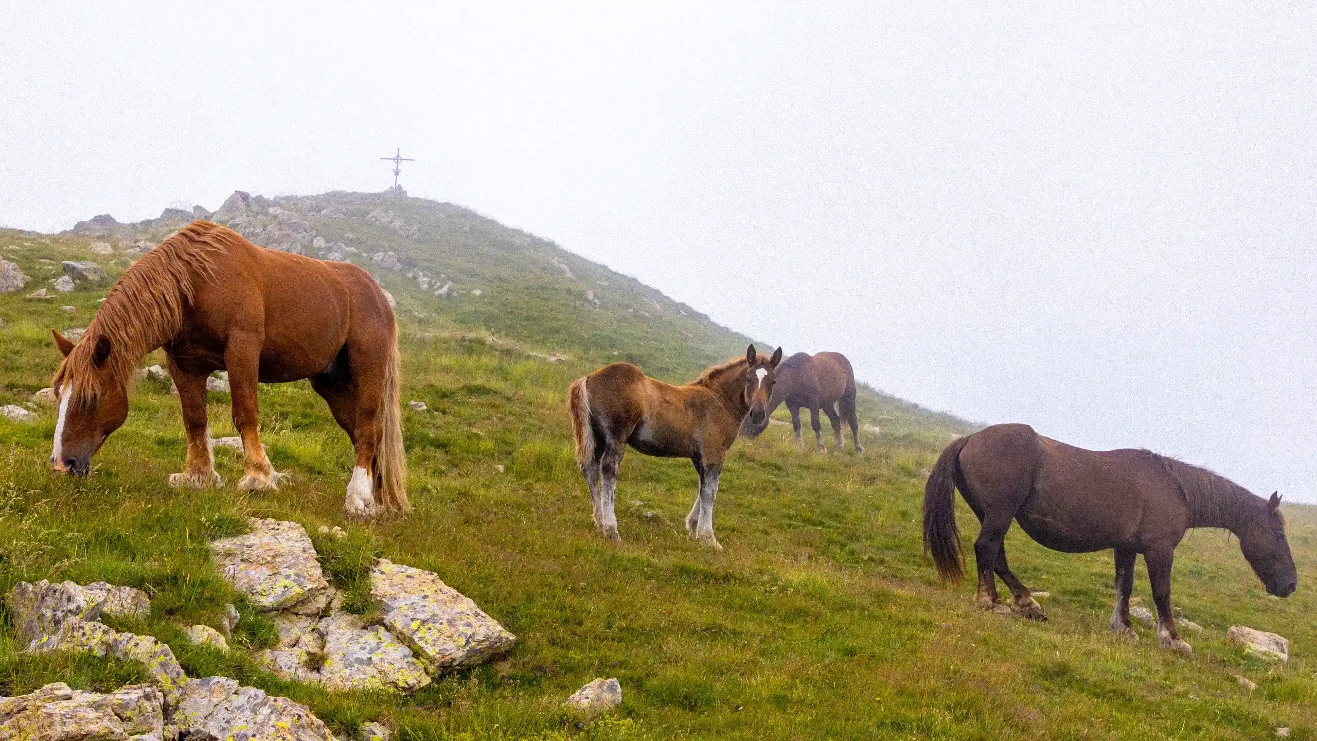 Horses grazing on a grassy hillside with a mountain in the background