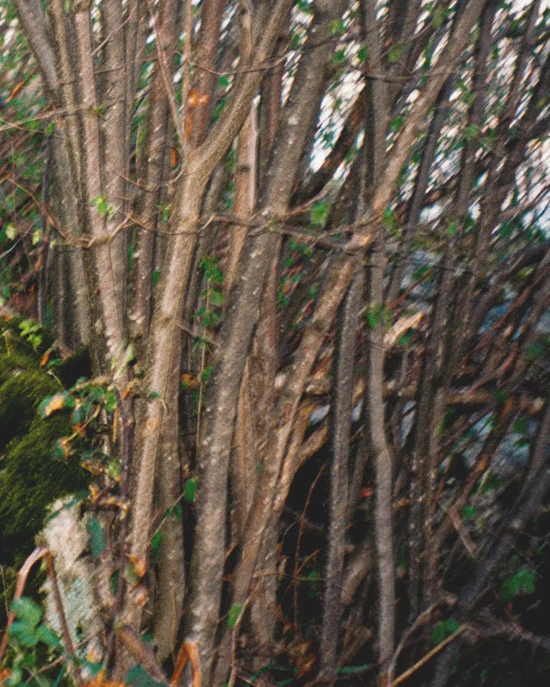 Tangled branches and green leaves in a natural setting