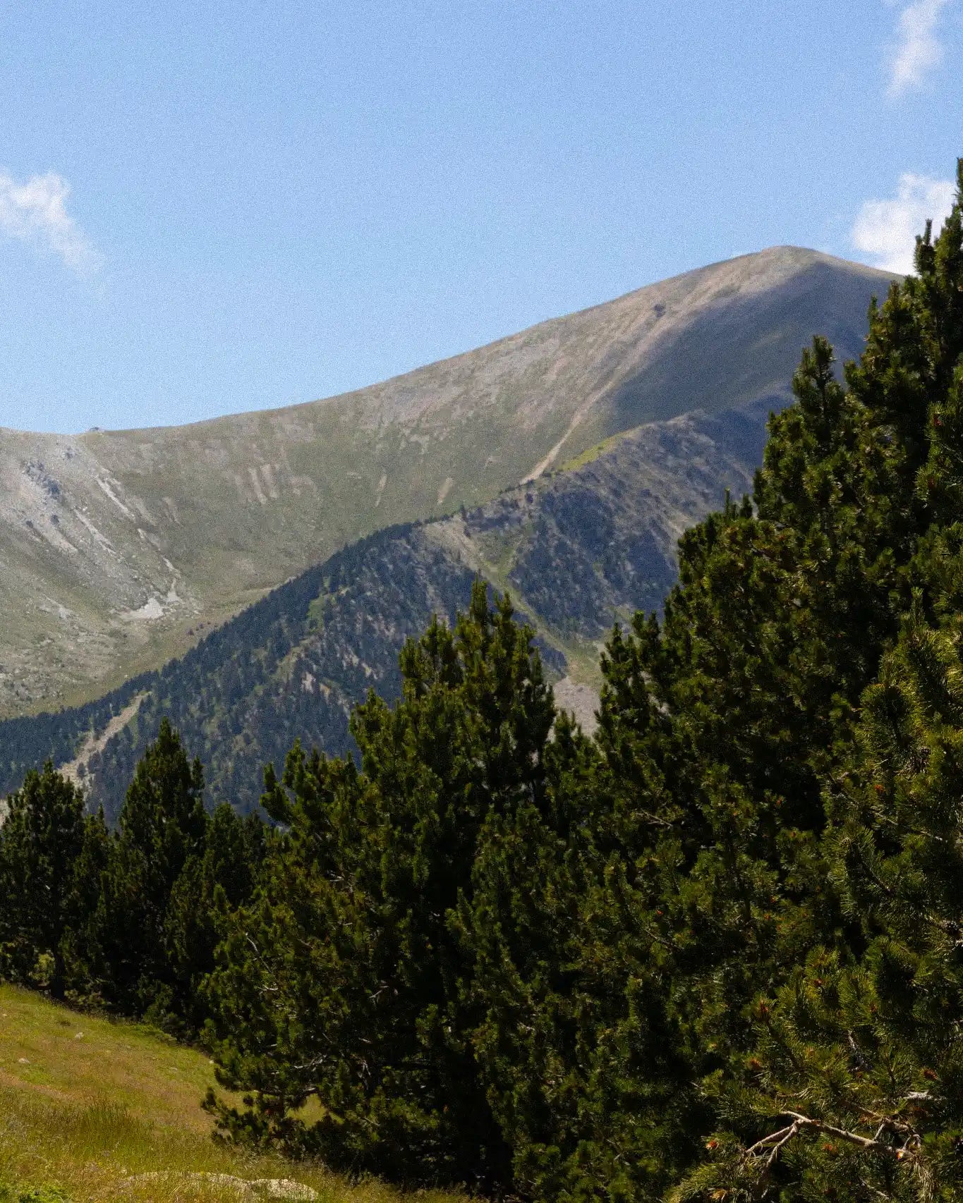 Mountain landscape with trees in the foreground and a clear blue sky.