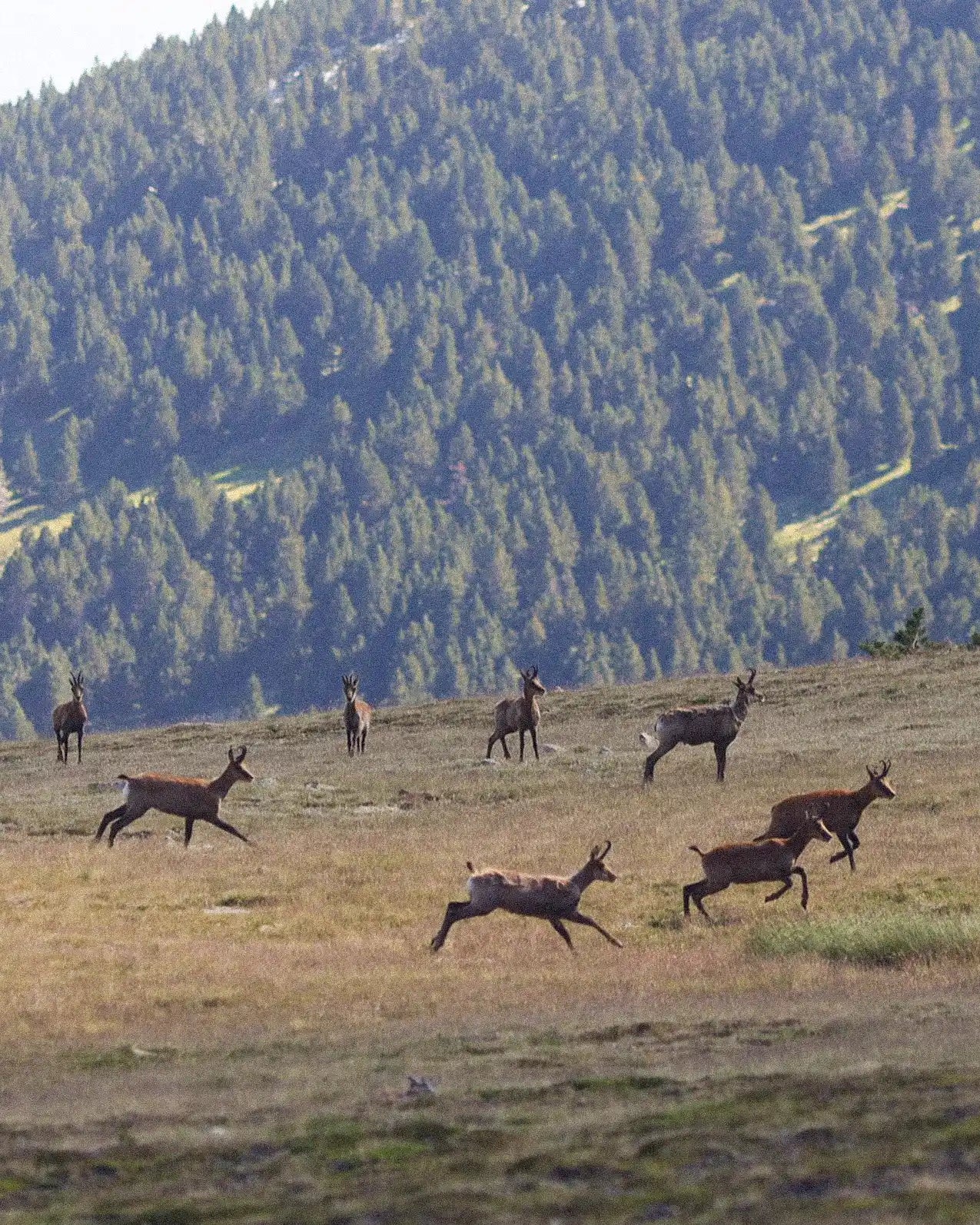 mountain landscape with goats running over