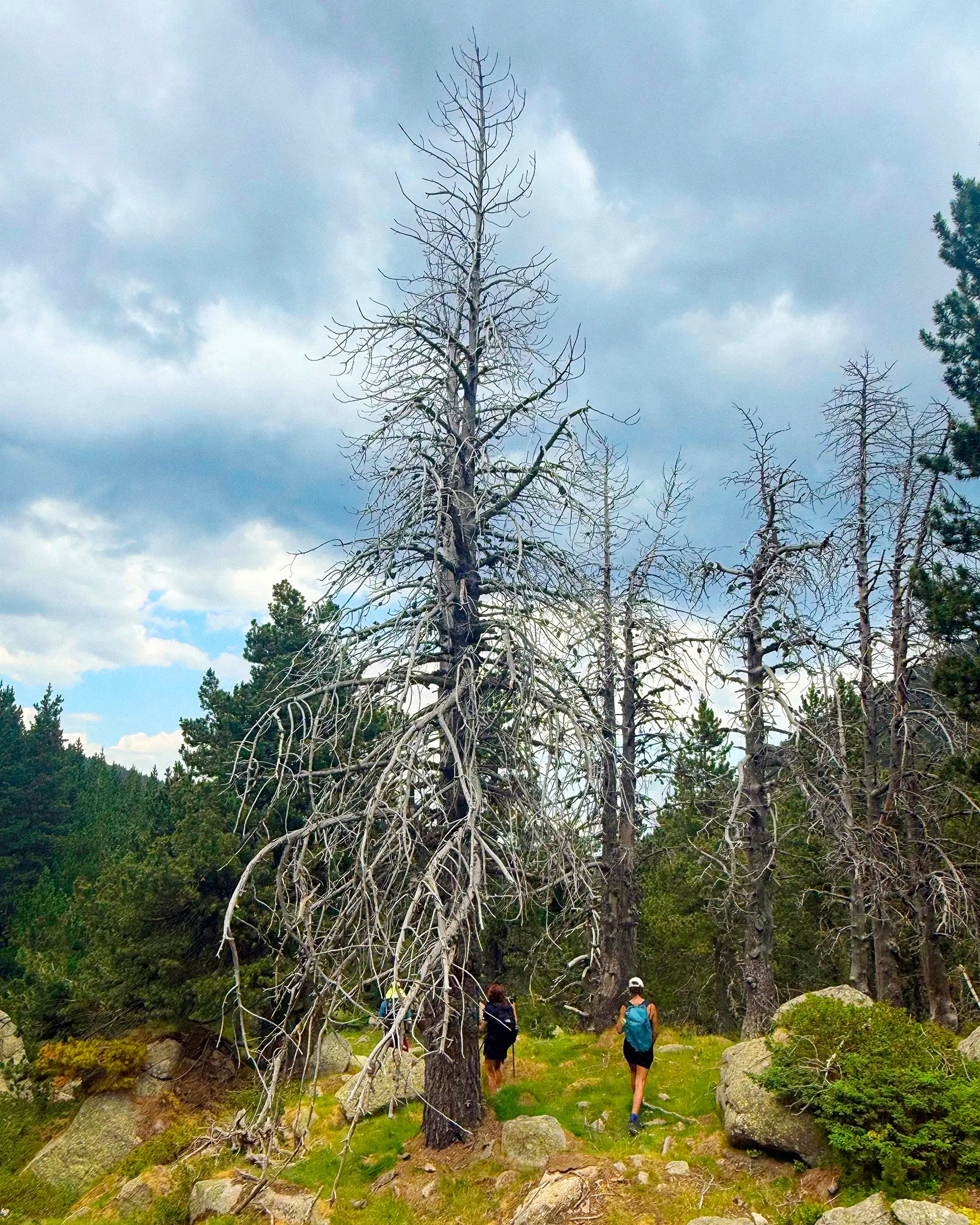 A hiker stands near a large, bare, dead tree on a grassy mountain trail under a cloudy blue sky, with other bare trees and evergreen forest in the background.