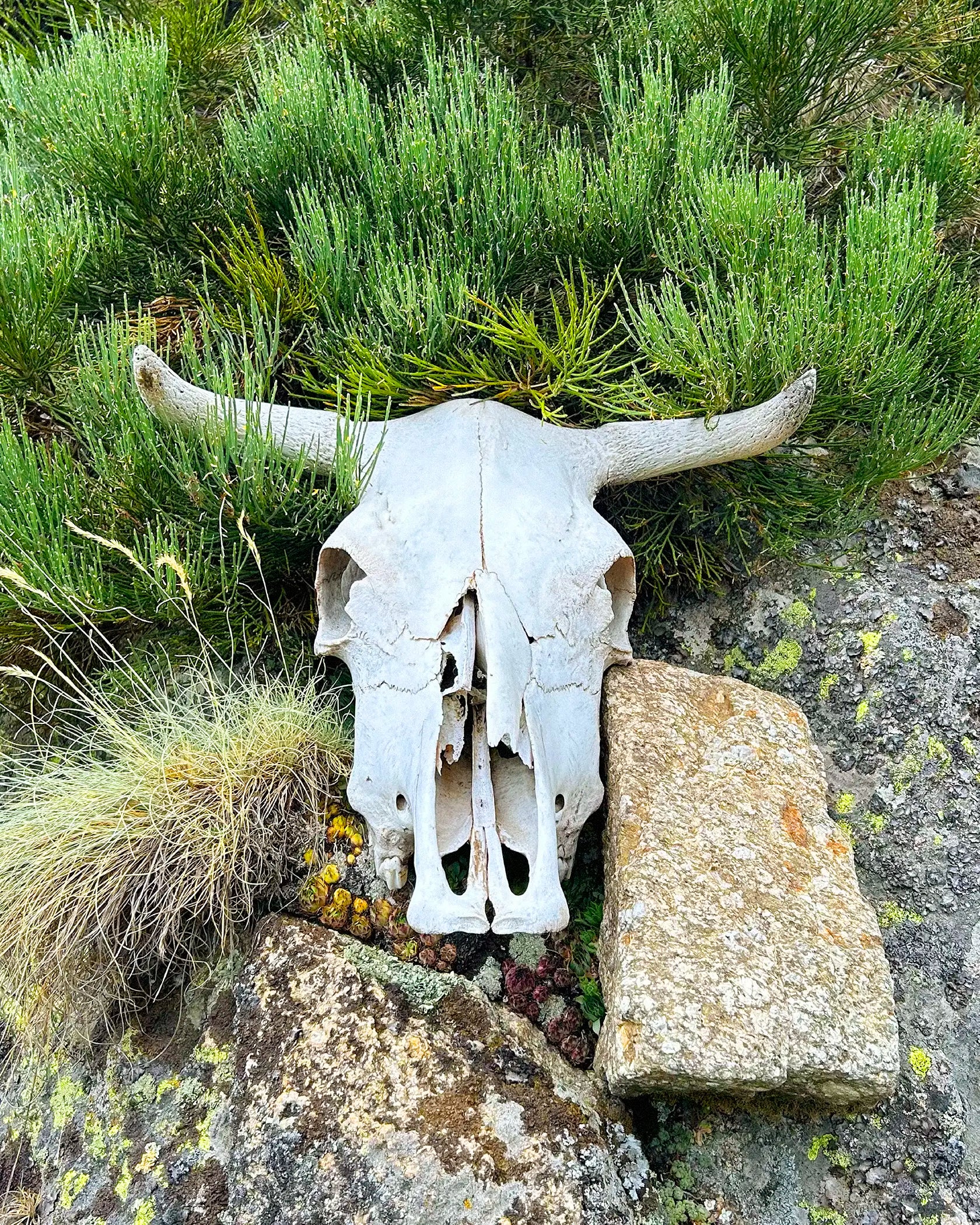 A natural animal skull with long curved horns, placed outdoors among green shrubs and rocks.