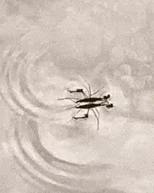 water insect swiming in a river