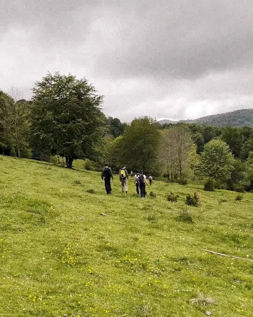 Group of people hiking on a grassy hill with trees and mountains in the background.