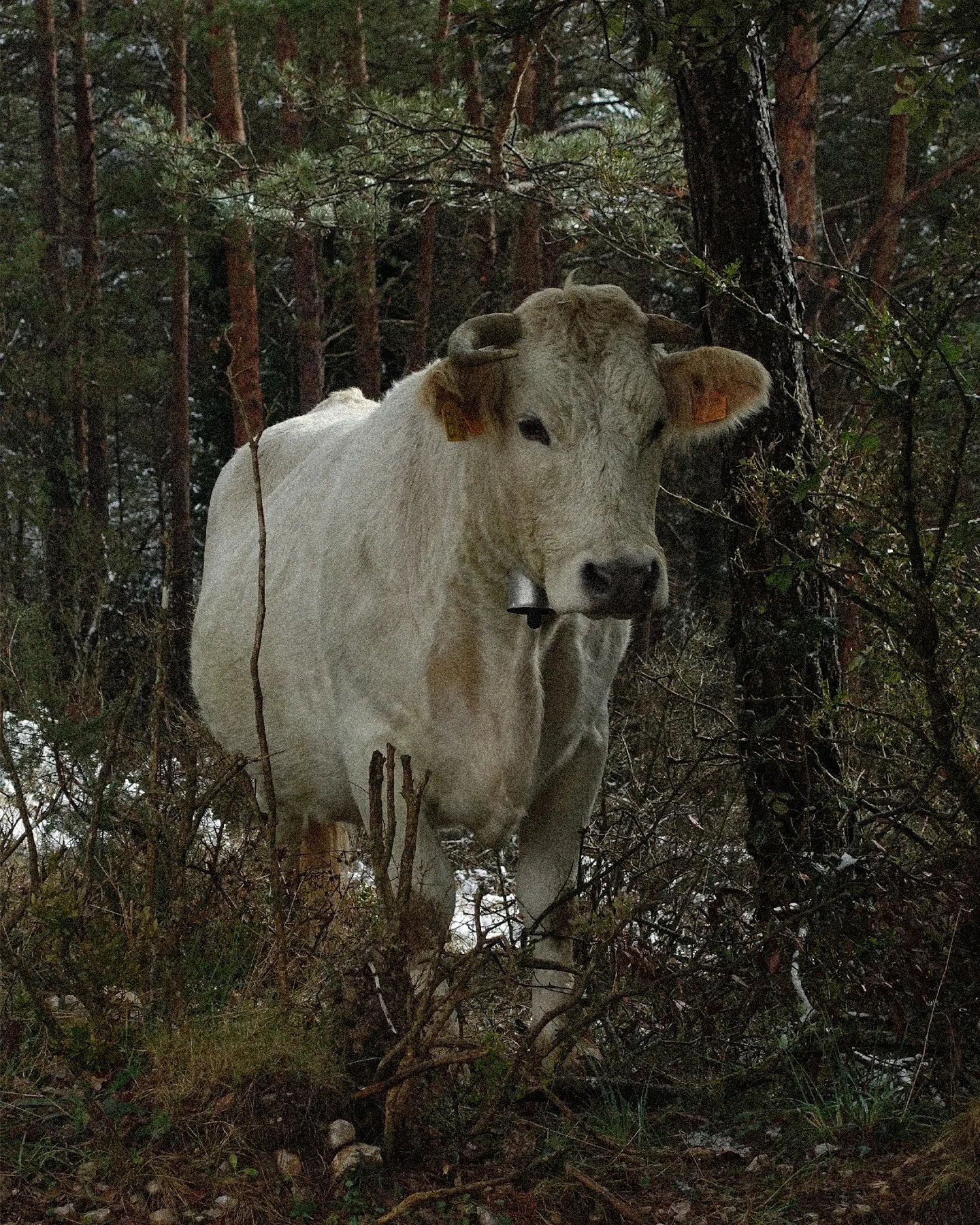 White cow with brown patches standing in a forest